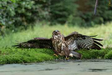 Common Buzzard (Buteo buteo) attacked by another buzzard while bathing in the forest  in the Netherlands. 