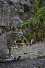 cat in the garden