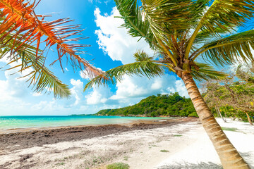 Pointe de la Saline beach in Guadeloupe
