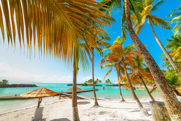 Palm trees and golden sand in Bas du Fort beach in Guadeloupe