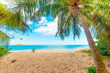 Palm trees in La Perle beach in Guadeloupe