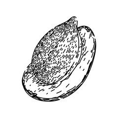 pile sunflower seed hand drawn. grain food, snack shell, oil roasted pile sunflower seed vector sketch. isolated black illustration
