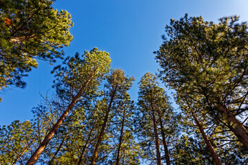 Tall pine trees in Garcia State forest near Riversdale in the Western Cape, South Africa