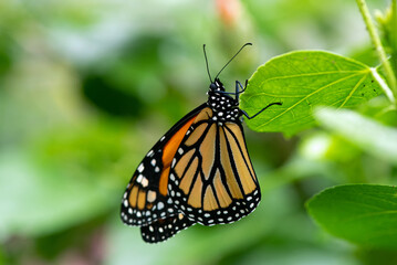 The Monarch Butterfly in the garden