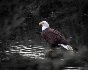 Birds - Bald Eagle, Round Hill,  Sleeter Lake Loudoun County Virginia