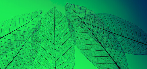 Fototapeta na wymiar macro shot.abstract leaf transparent.showing leaves detail background.closeup structure plant design