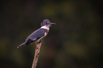 Birds - Belted Kingfisher, Sleeter Lake, Loudoun County Virginia