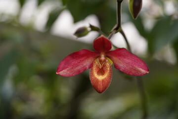 Phragmipedium Memoria Dick Clements is a Phragmipedium hybrid. Plants grow in cool to intermediate areas with bright indirect sunlight.