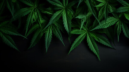 Marijuana leaves, green on a dark background with copy space - obrazy, fototapety, plakaty