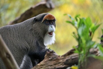 口を開けて笑うブラッザグェノン