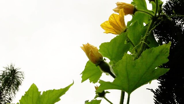 Yellow flowers of Chinese watermelon, Benincasa hispida, Wax gourd, green leaf ivy. On background of sky, white clouds in rainy season. In rural farm, Chiang Mai, Thailand.