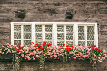Fototapeta na wymiar The colorful blooms bring life to the traditional wooden house and create a vibrant outdoor atmosphere