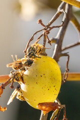Wespen essen von Weintraube