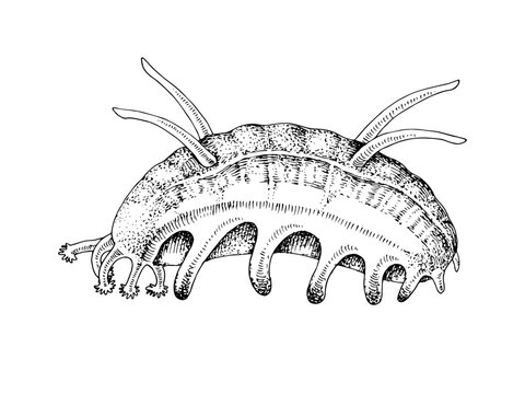 "Sea Pig" Images – Browse 505 Stock Photos, Vectors, and Video | Adobe