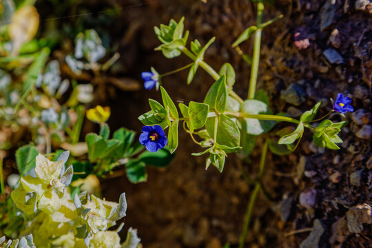 Tiny blue wildflowers growing in the Little Karoo after good rains in the Western Cape, South Africa