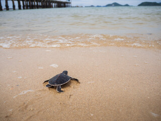 A newborn sea turtle is about to enter the sea on her first adventure of life.