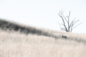Flock of sheep in the meadow in sunrises