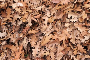 brown oak leaves on the ground in the forest