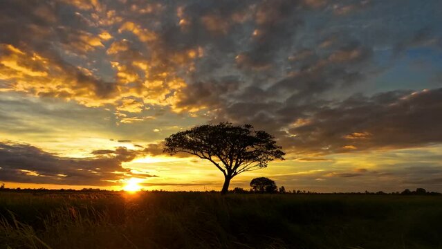 4K Video Time lapse Dramatic golden light in africa with sunrise. Silhouetted trees against bonfire-red and sunflame-golden sky.4K Time-lapse night to day.