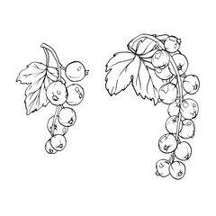 Red currant berries isolated on white background. Hand drawn vector botanical illustration. Clip art berry branches sketch. Summer fruit engraved style illustration