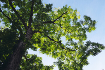 Fototapeta premium Tree branches with green leaves. Nature background.