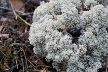 white moss in the forest