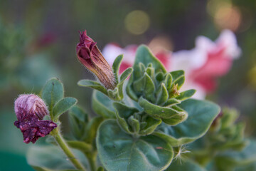 closed lungwort Bud