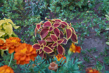 plant with red leaves and yellow edging - obrazy, fototapety, plakaty