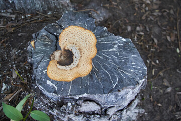 polytope grows on an old stump