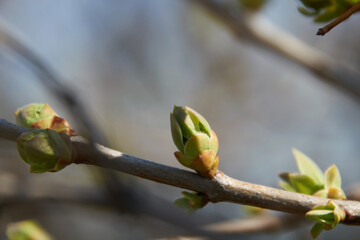 the buds are blossoming on the branch