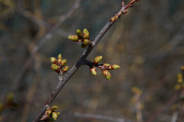 A branch with buds blossoming on a spring day