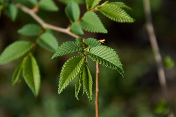 wavy green leaves