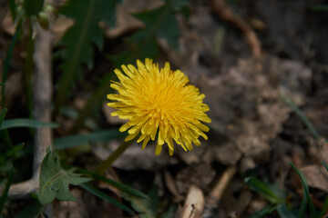 The bright yellow dandelion blooms