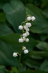 lilies of the valley