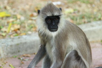 portrait of a macaque