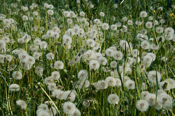 field of dandelions