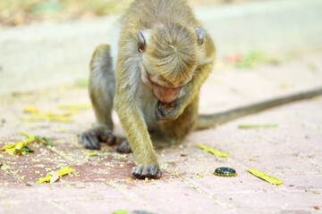 japanese macaque sitting on the ground