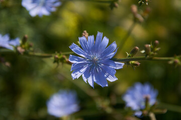 chicory