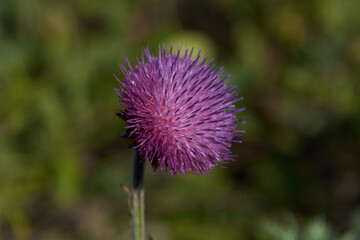 thistle flower in bloom