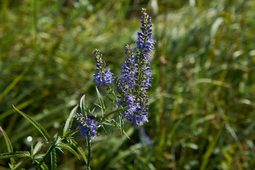 hyssop