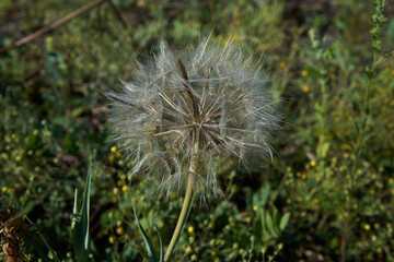 dandelion head