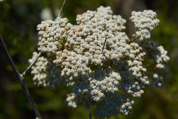 yarrow