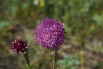 thistle flower in bloom