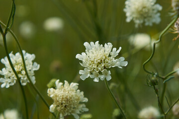 flowers in a field