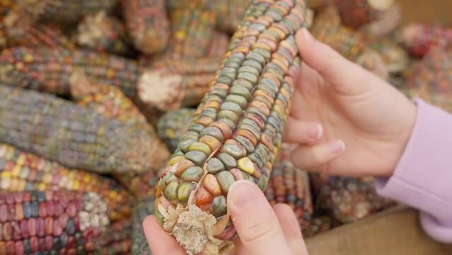 Person holding ornamental corn cob. More colorful cobs of ornamental corn also known as Indian corn lying in a wooden box in the background. Fall season themed footage.