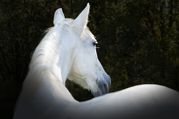 Portrait of a white horse taken from behind on a dark background.