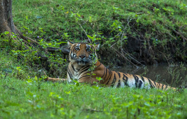 WILD ROYAL BENGAL TIGER