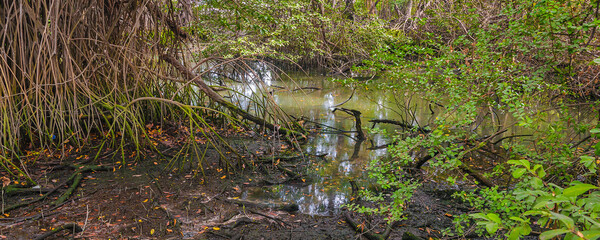 Mangroves trees, parque lineal kennedy, guayaquil, ecuador