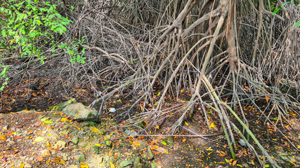 Mangroves trees, parque lineal kennedy, guayaquil, ecuador