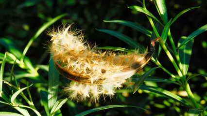 dried wild carrot flowers together with dried grass and spikelets beige close up on a blurred background